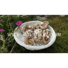 Seta de shiitake seca sin tallo (hongo de flor blanca)